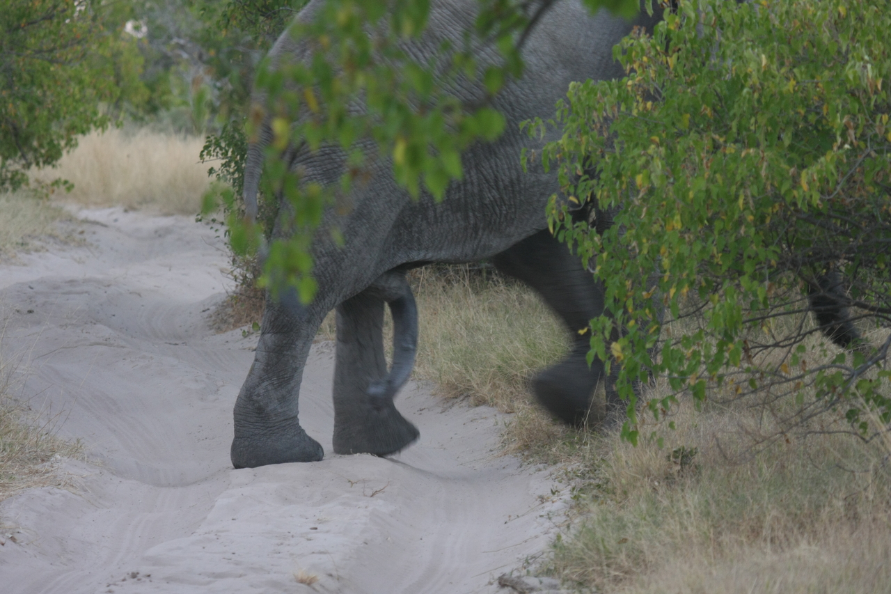 [20338] 2016_06_28_12_00_26_Africa_Canon_EOS_40D_IMG__00829.jpg
