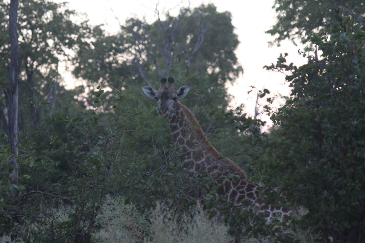 [20555] 2016_06_29_00_56_10_Africa_Canon_EOS_40D_IMG__03356.jpg