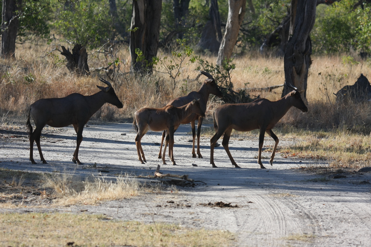 [20701] 2016_06_29_02_52_27_Africa_Canon_EOS_40D_IMG__03692.jpg