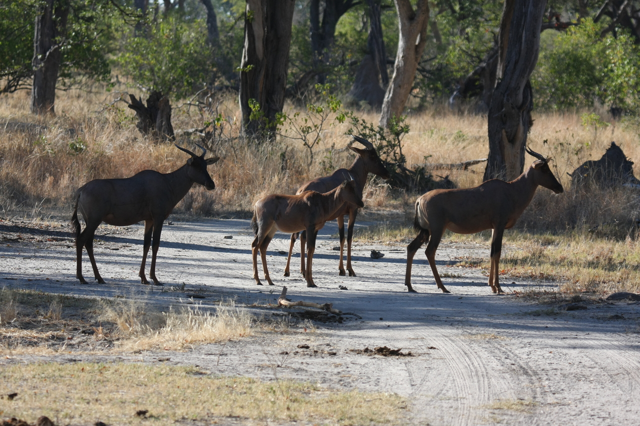 [20705] 2016_06_29_02_52_30_Africa_Canon_EOS_40D_IMG__00453.jpg