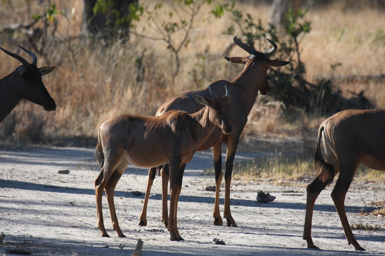 [20716] 2016_06_29_02_52_36_Africa_Canon_EOS_40D_IMG__03699.jpg