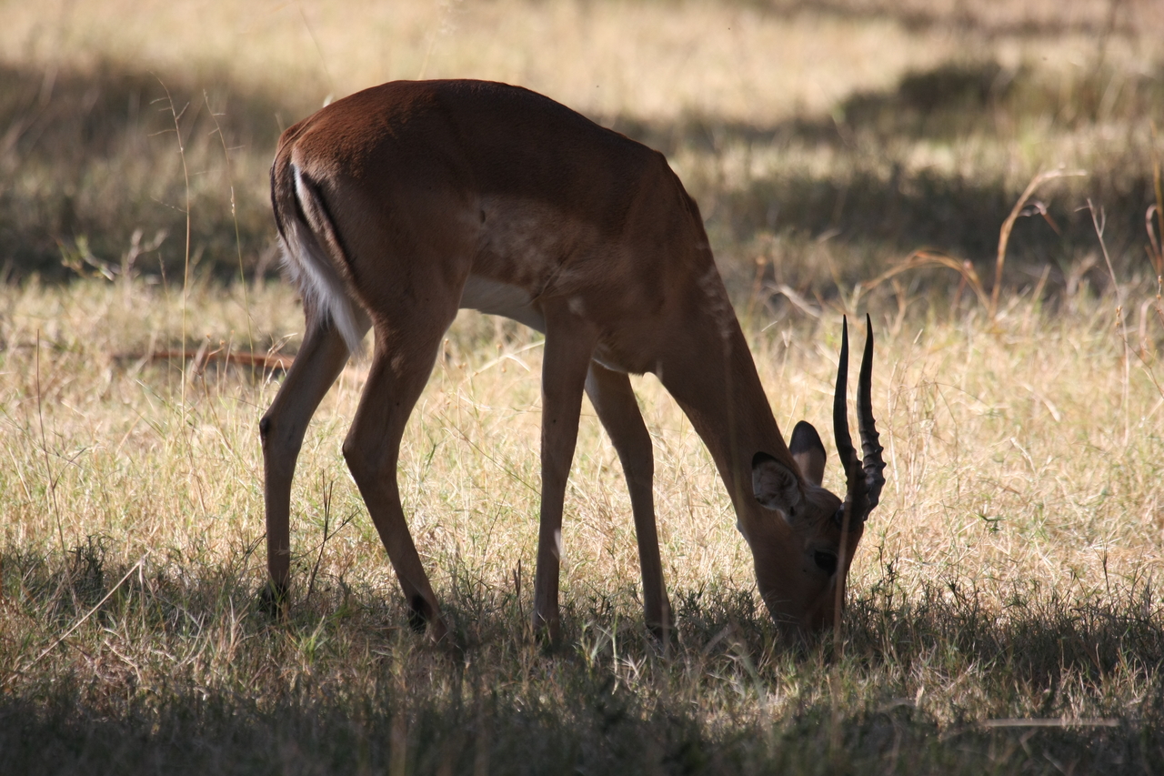 [20881] 2016_06_29_03_08_47_Africa_Canon_EOS_40D_IMG__03276.jpg