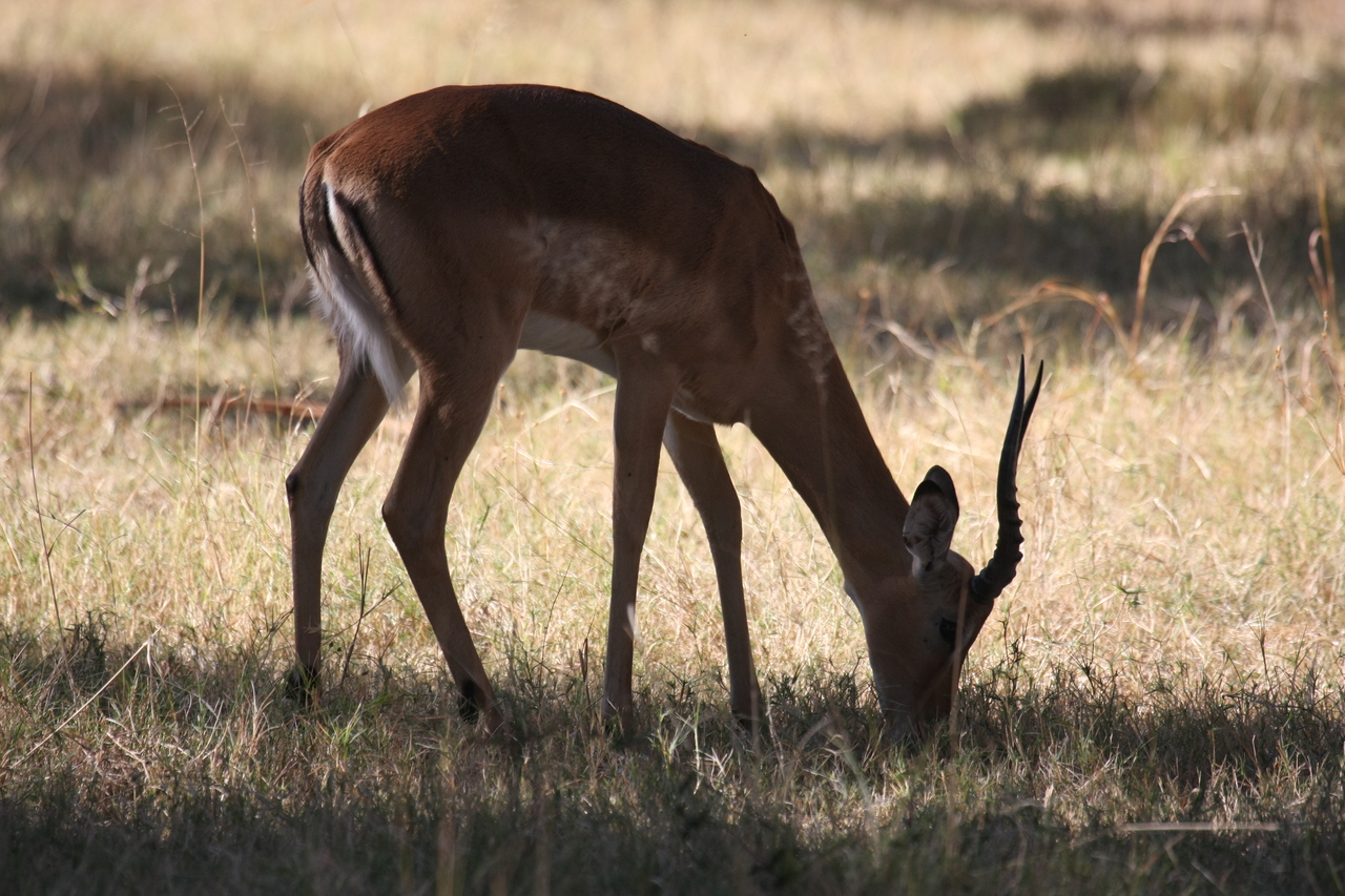 [20882] 2016_06_29_03_08_47_Africa_Canon_EOS_40D_IMG__03277.jpg