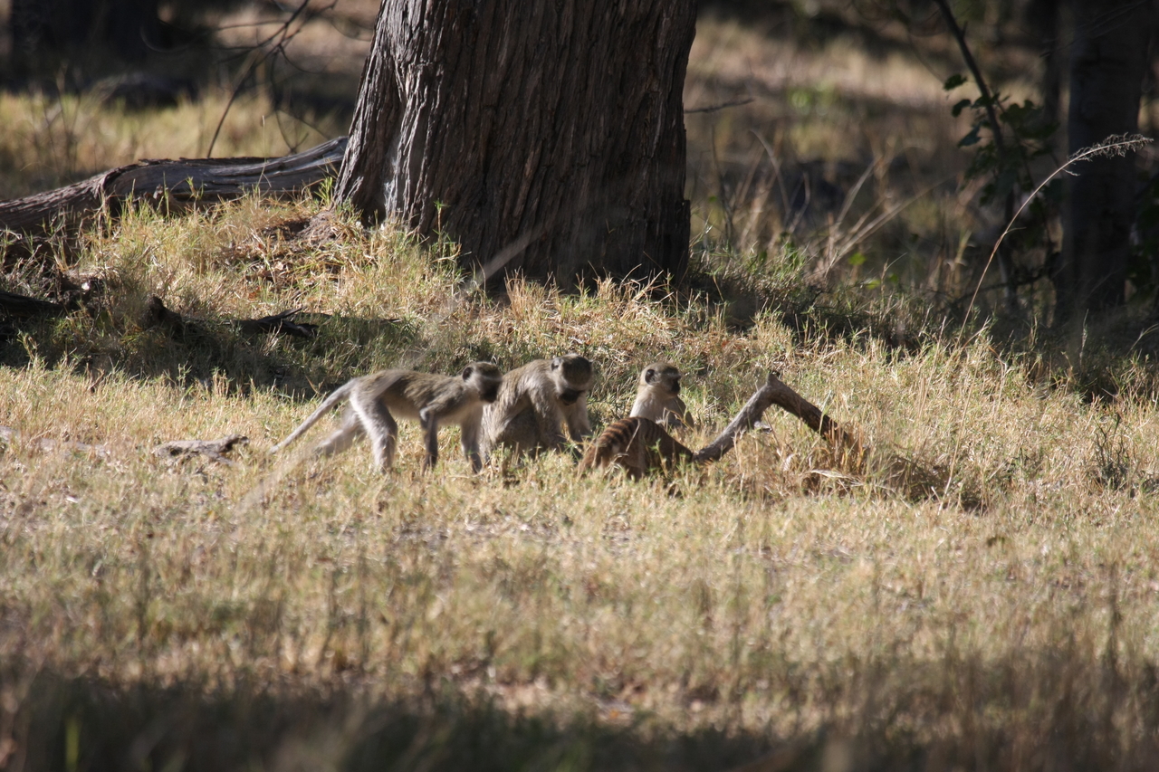 [20951] 2016_06_29_03_09_45_Africa_Canon_EOS_40D_IMG__03303.jpg