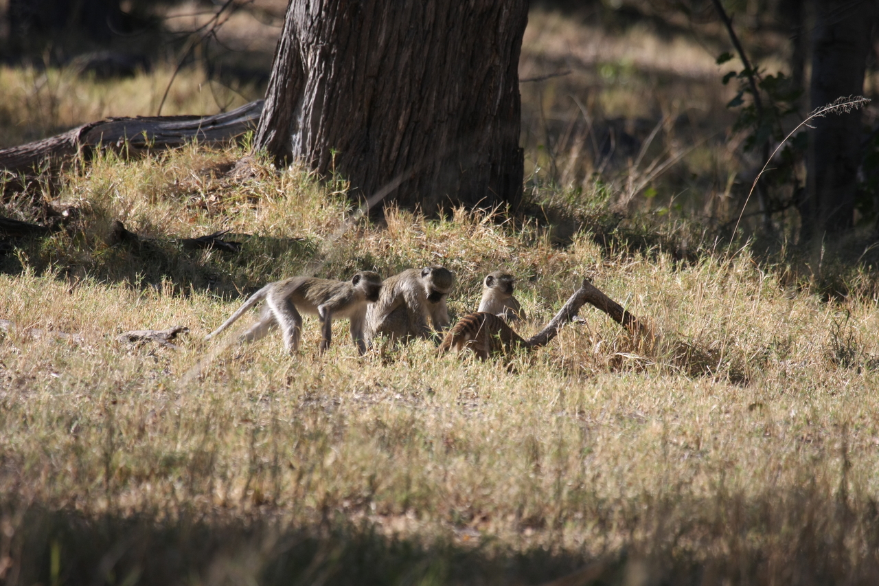 [20952] 2016_06_29_03_09_45_Africa_Canon_EOS_40D_IMG__10749.jpg