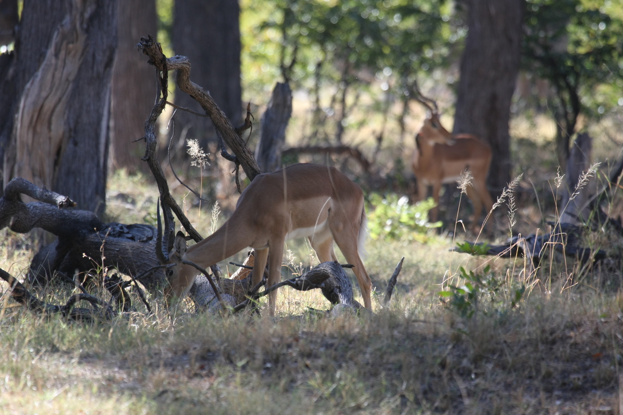 [20960] 2016_06_29_03_10_05_Africa_Canon_EOS_40D_IMG__10751.jpg