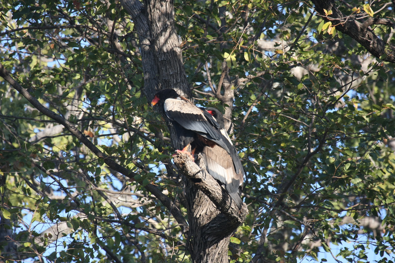 [21505] 2016_06_29_10_59_46_Africa_Canon_EOS_40D_IMG__00192.jpg