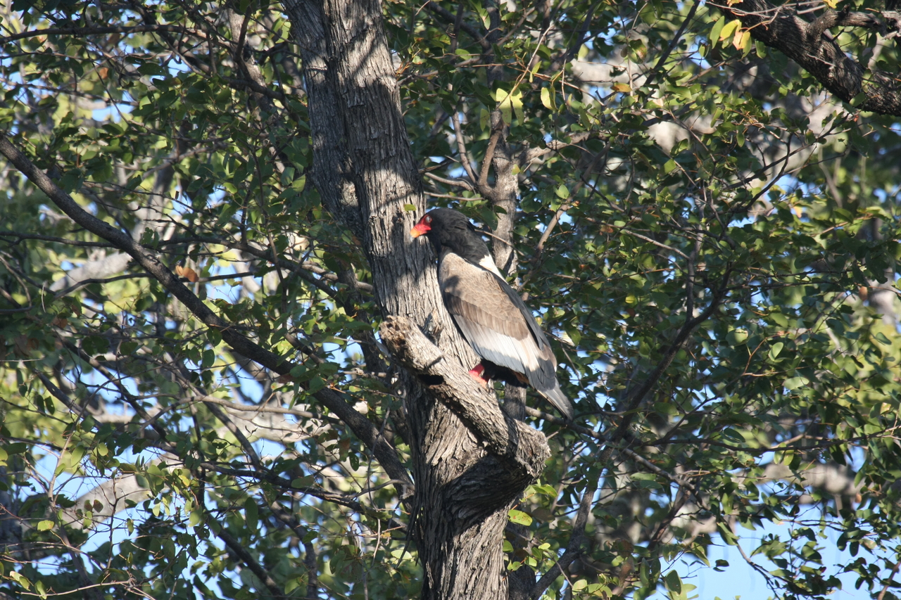 [21510] 2016_06_29_10_59_47_Africa_Canon_EOS_40D_IMG__00193.jpg