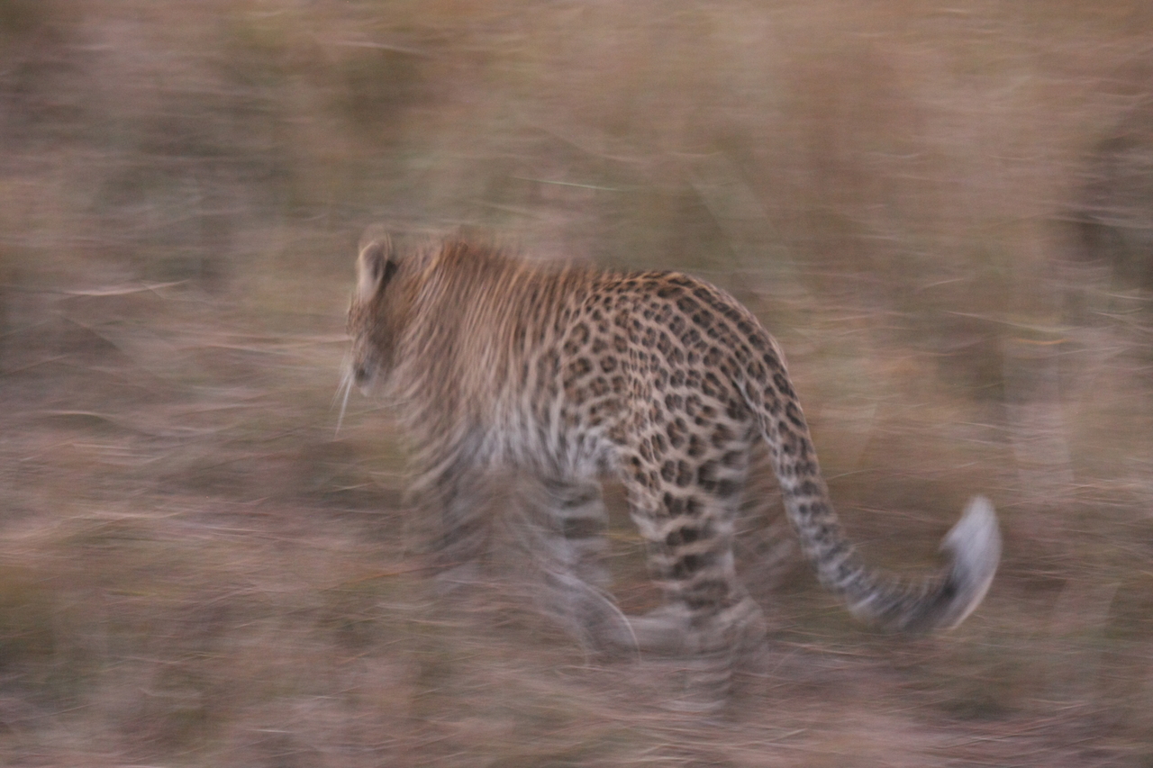 [22107] 2016_06_29_12_13_24_Africa_Canon_EOS_40D_IMG__03654.jpg