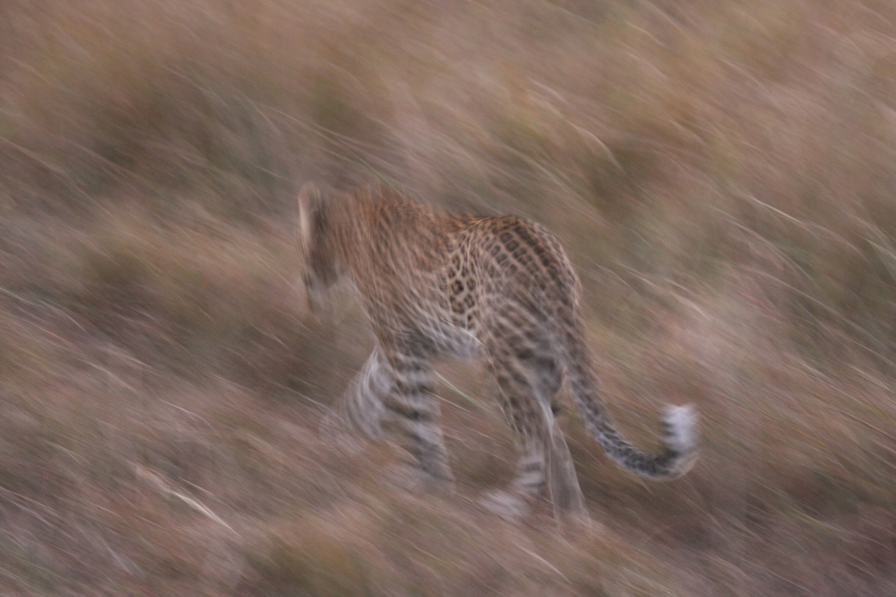 [22111] 2016_06_29_12_13_26_Africa_Canon_EOS_40D_IMG__11103.jpg