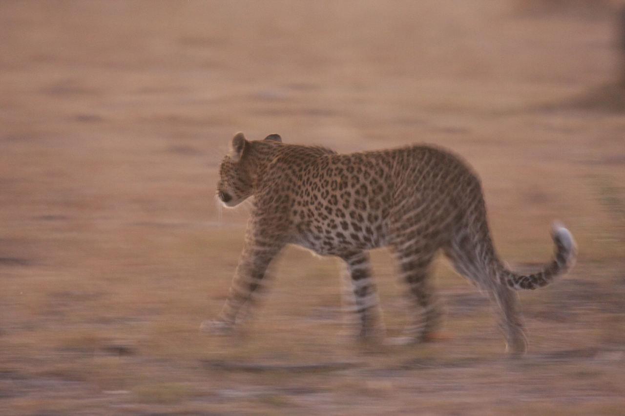 [22121] 2016_06_29_12_14_45_Africa_Canon_EOS_40D_IMG__00418.jpg