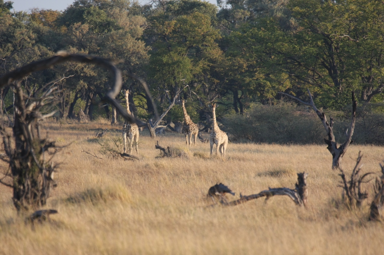 [22649] 2016_06_30_01_40_14_Africa_Canon_EOS_40D_IMG__00613.jpg