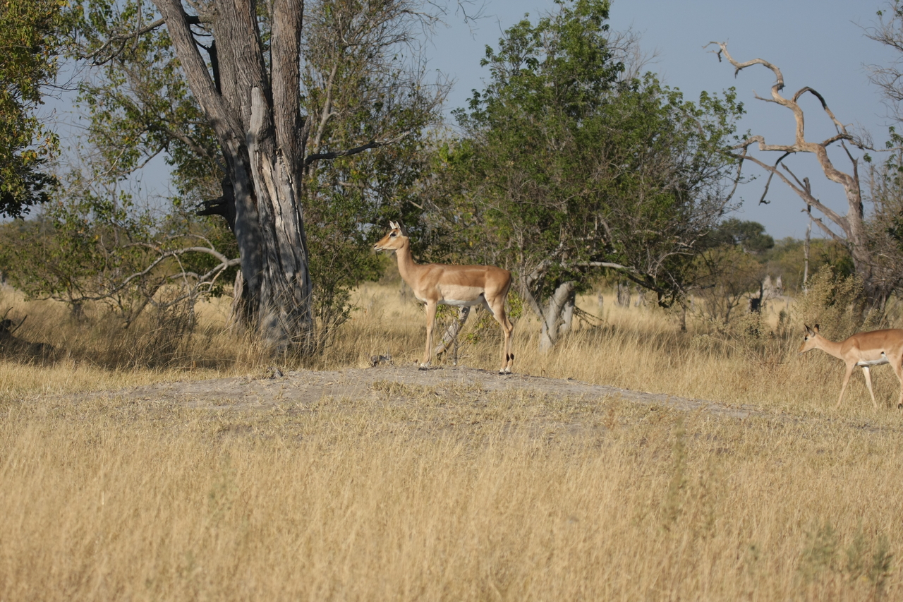 [23210] 2016_06_30_02_54_21_Africa_Canon_EOS_40D_IMG__11292.jpg