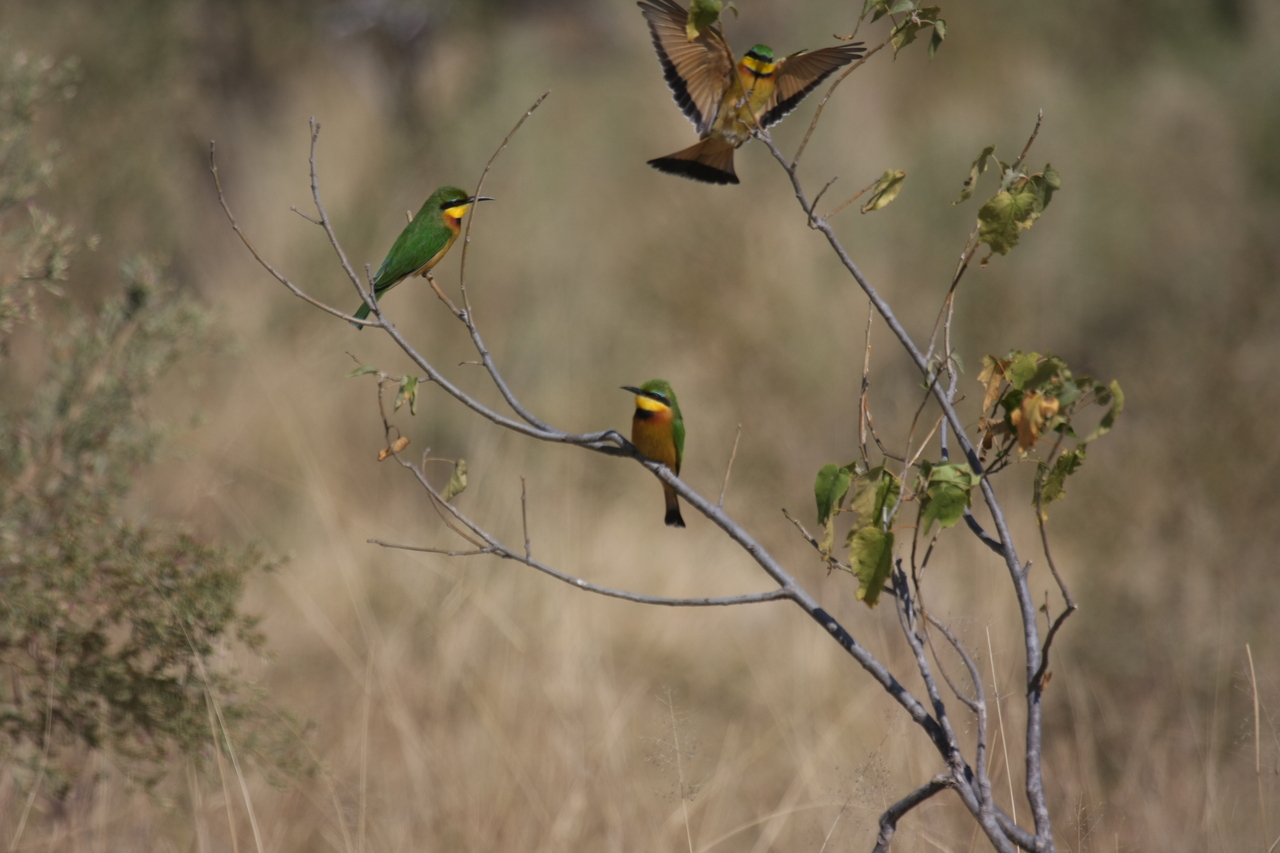 [23798] 2016_06_30_05_19_53_Africa_Canon_EOS_40D_IMG__04026.jpg