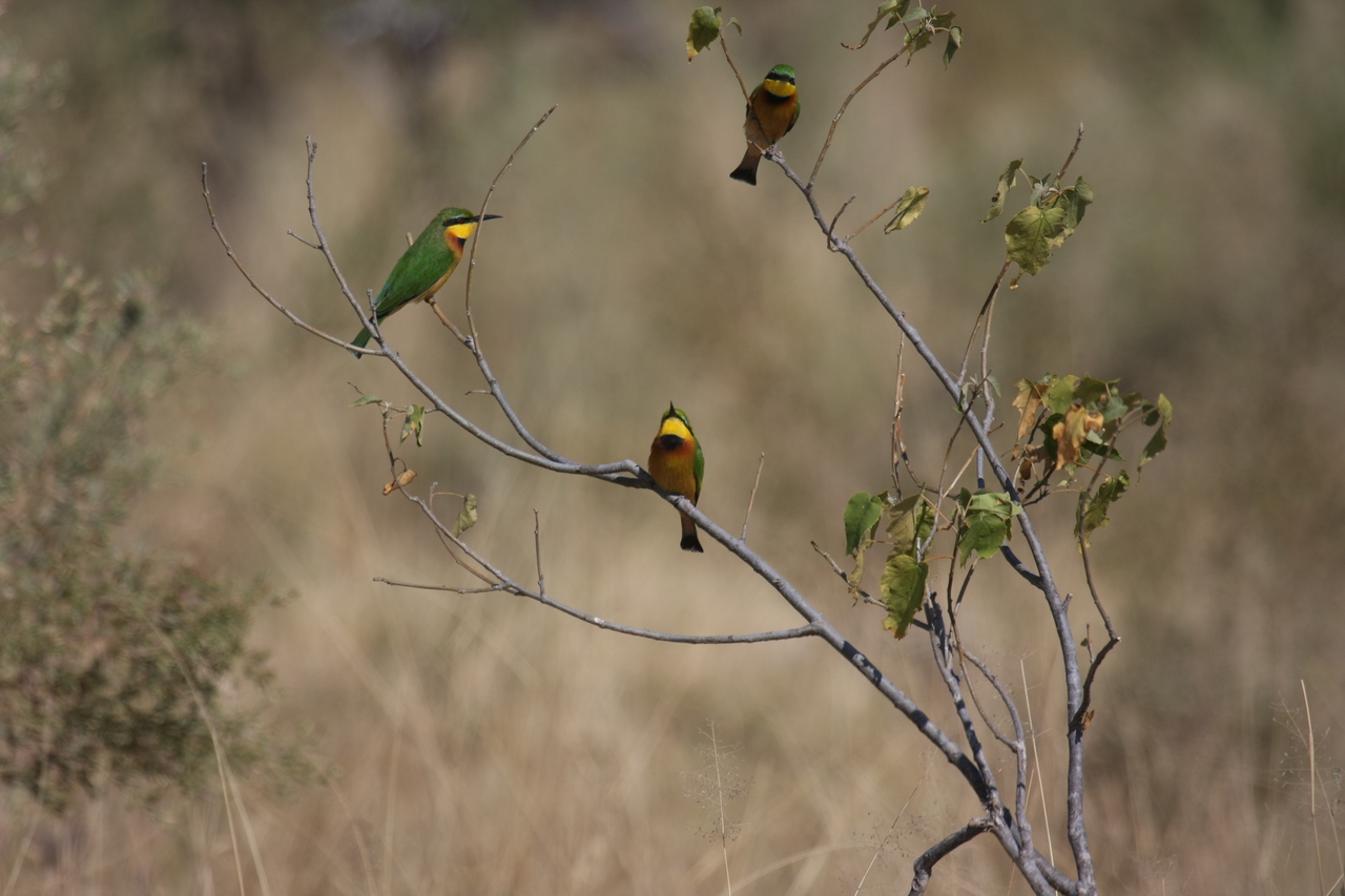 [23801] 2016_06_30_05_19_53_Africa_Canon_EOS_40D_IMG__11474.jpg