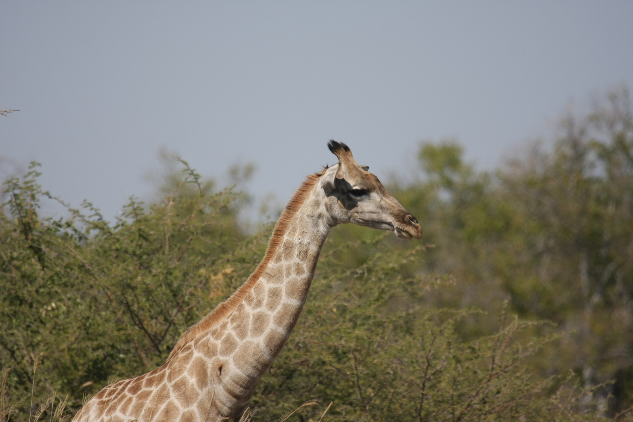 [24071] 2016_06_30_05_33_59_Africa_Canon_EOS_40D_IMG__11570.jpg