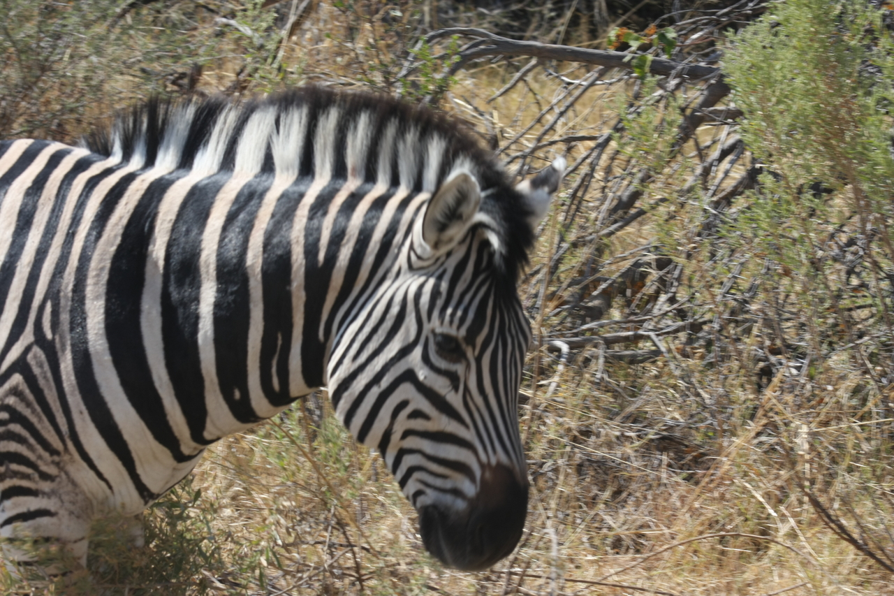 [24084] 2016_06_30_05_43_45_Africa_Canon_EOS_40D_IMG__11576.jpg