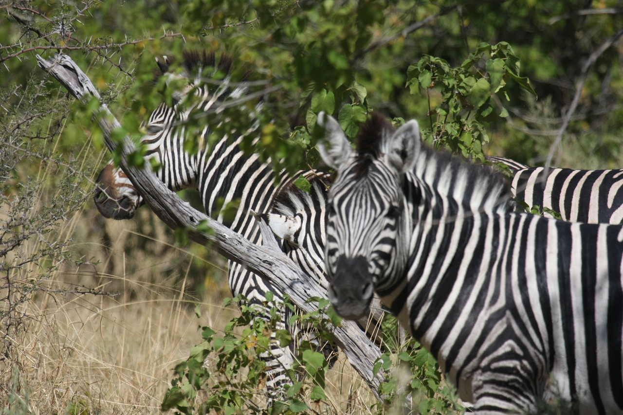 [24278] 2016_06_30_05_48_03_Africa_Canon_EOS_40D_IMG__11647.jpg