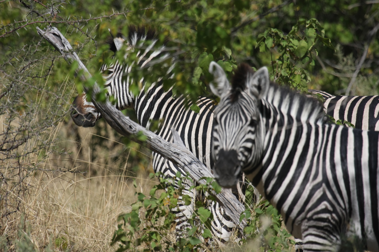 [24281] 2016_06_30_05_48_04_Africa_Canon_EOS_40D_IMG__04202.jpg