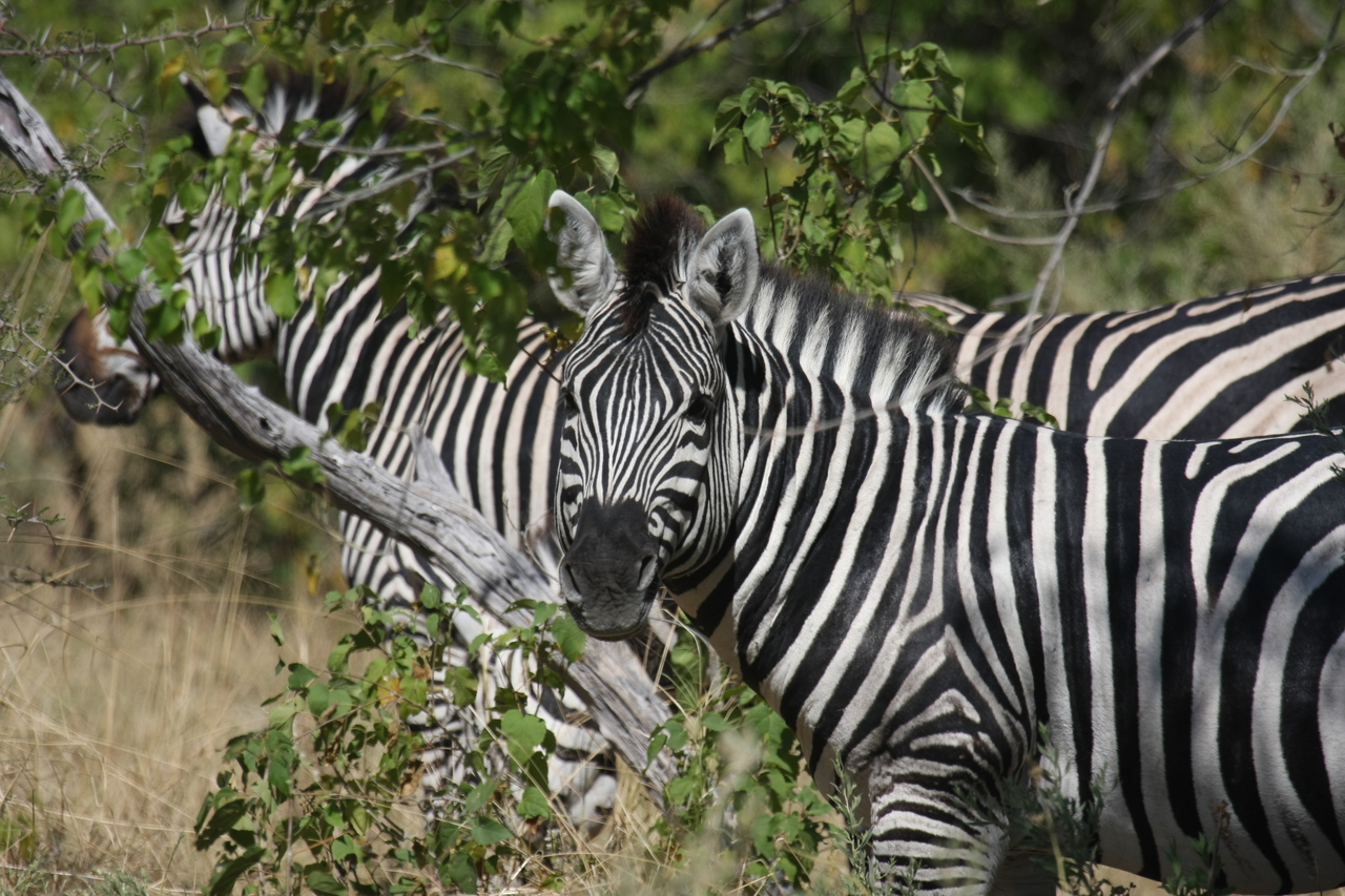 [24294] 2016_06_30_05_48_07_Africa_Canon_EOS_40D_IMG__04208.jpg