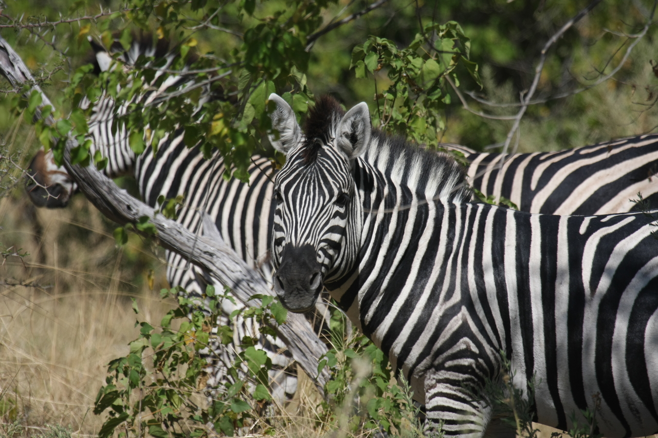 [24296] 2016_06_30_05_48_07_Africa_Canon_EOS_40D_IMG__11654.jpg