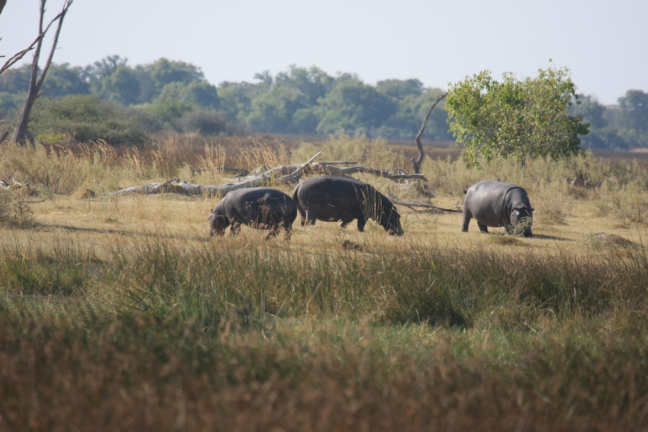 [24699] 2016_06_30_09_03_17_Africa_Canon_EOS_40D_IMG__11771.jpg