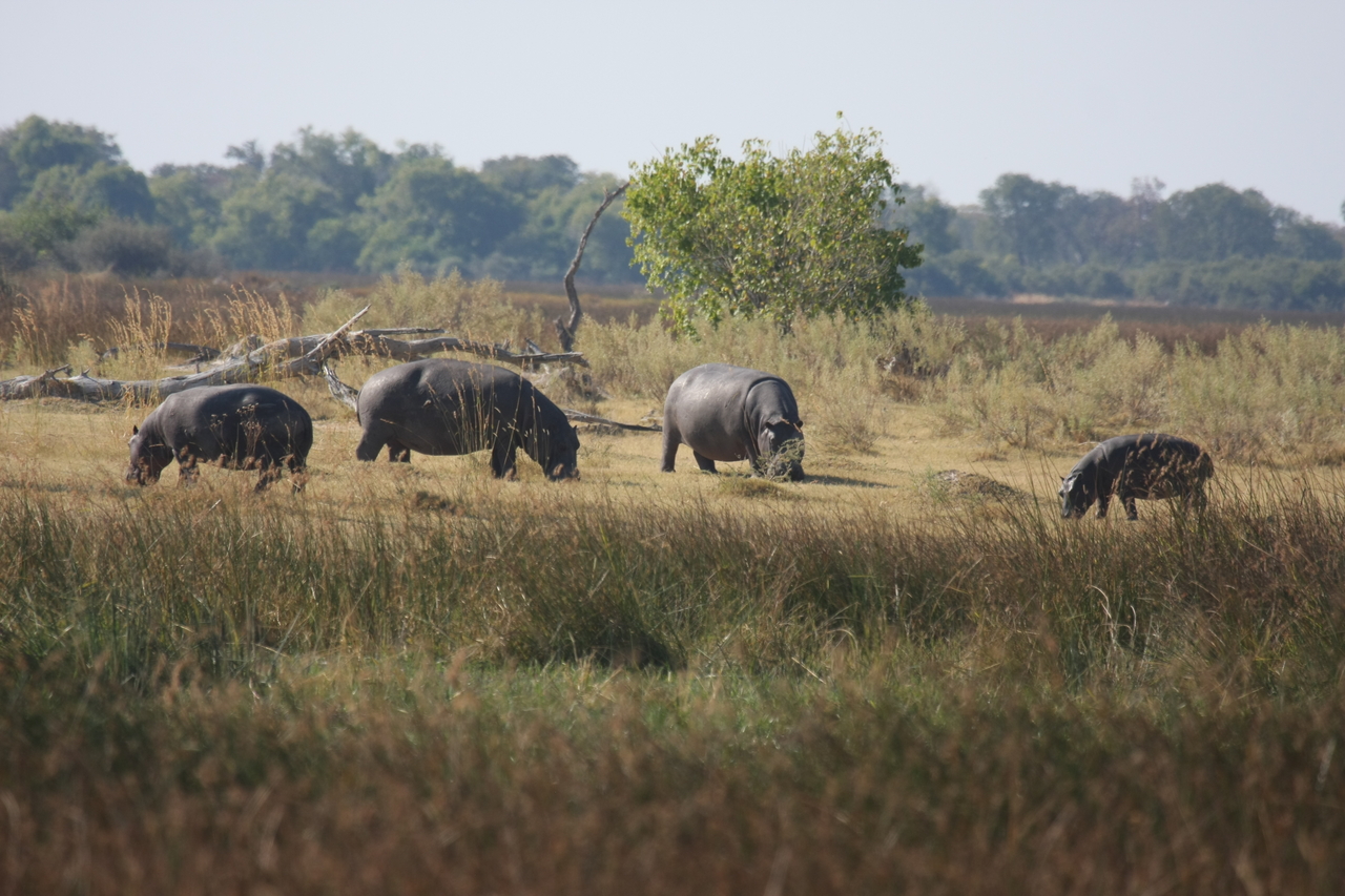 [24703] 2016_06_30_09_03_21_Africa_Canon_EOS_40D_IMG__04326.jpg