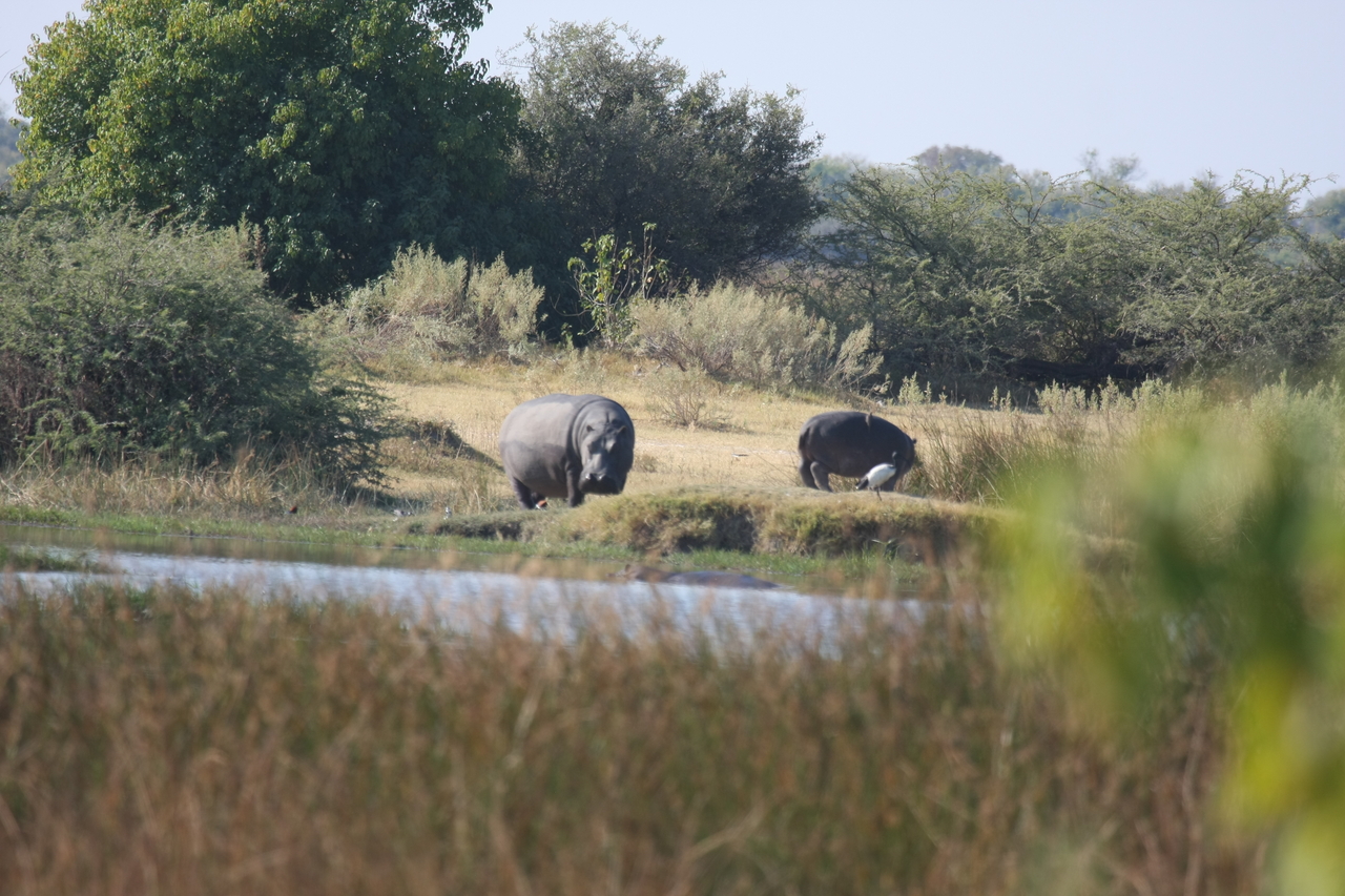 [24708] 2016_06_30_09_03_43_Africa_Canon_EOS_40D_IMG__00604.jpg