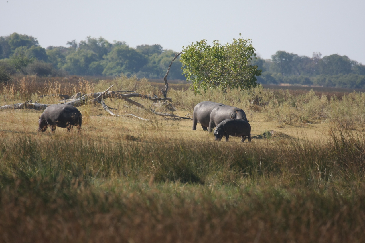 [24719] 2016_06_30_09_03_56_Africa_Canon_EOS_40D_IMG__11778.jpg