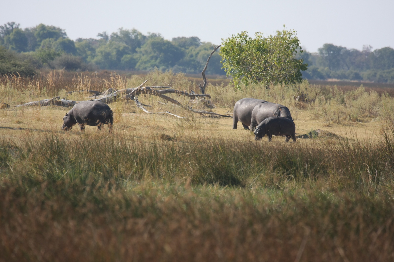 [24721] 2016_06_30_09_03_56_Africa_Canon_EOS_40D_IMG__11780.jpg