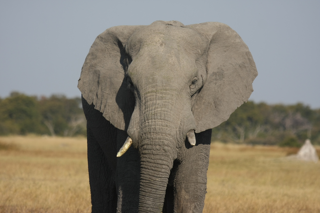 [24843] 2016_06_30_09_58_11_Africa_Canon_EOS_40D_IMG__11820.jpg