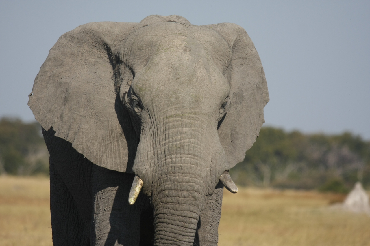 [24847] 2016_06_30_09_58_19_Africa_Canon_EOS_40D_IMG__00651.jpg