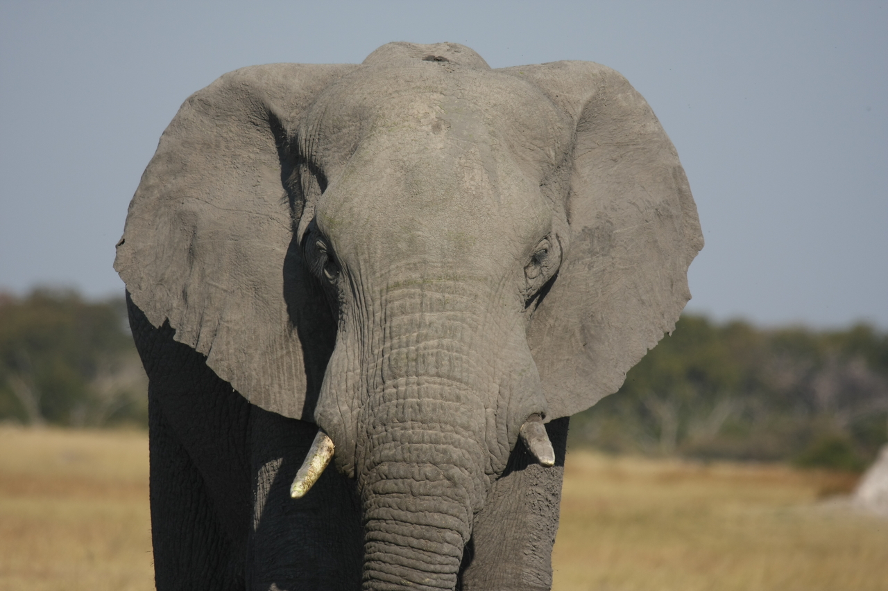 [24851] 2016_06_30_09_58_19_Africa_Canon_EOS_40D_IMG__11822.jpg