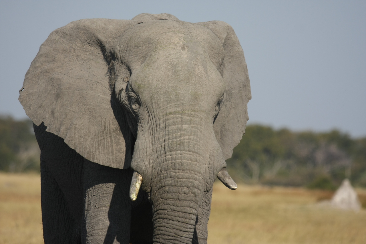 [24856] 2016_06_30_09_58_20_Africa_Canon_EOS_40D_IMG__11825.jpg