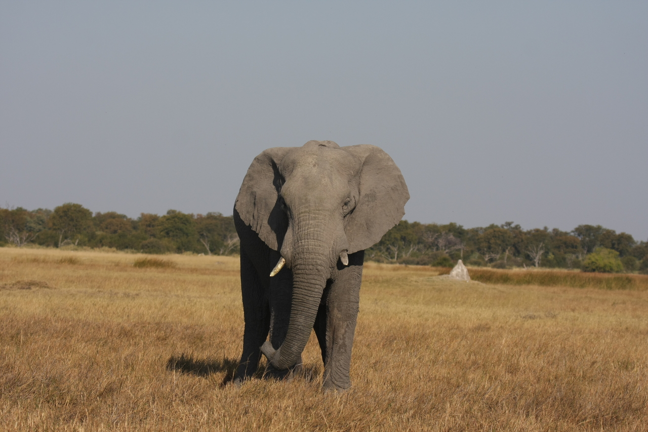 [24865] 2016_06_30_09_58_27_Africa_Canon_EOS_40D_IMG__11828.jpg