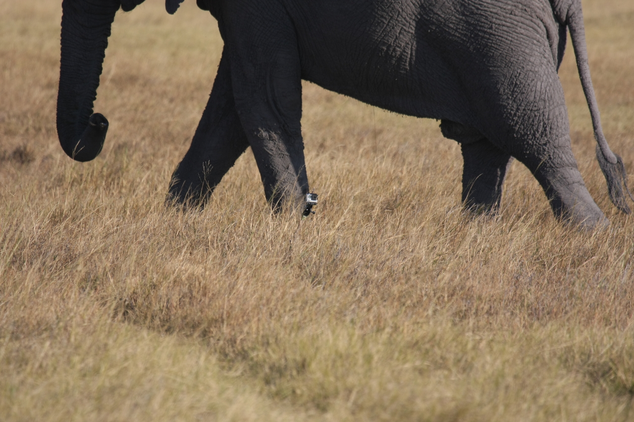 [25166] 2016_06_30_10_09_32_Africa_Canon_EOS_40D_IMG__00765.jpg