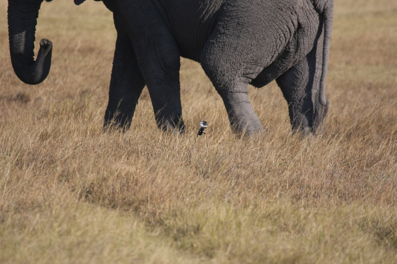 [25177] 2016_06_30_10_09_33_Africa_Canon_EOS_40D_IMG__04493.jpg