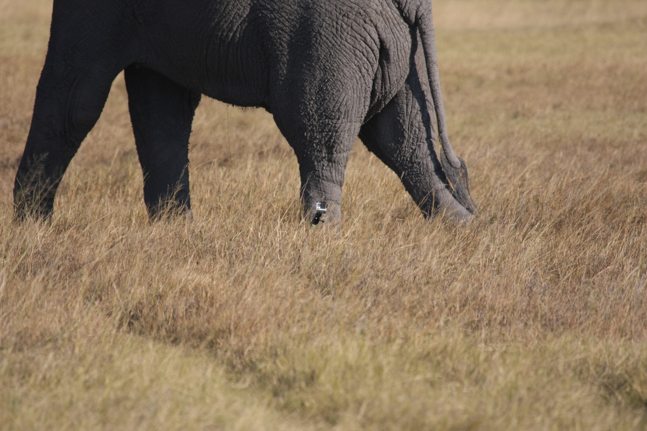 [25185] 2016_06_30_10_09_34_Africa_Canon_EOS_40D_IMG__04497.jpg