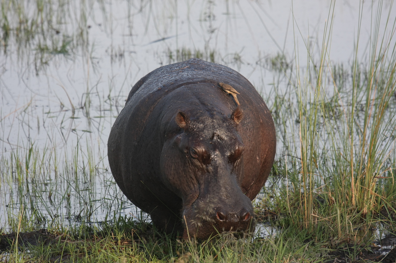 [27702] 2016_07_02_02_48_38_Africa_Canon_EOS_40D_IMG__04786.jpg
