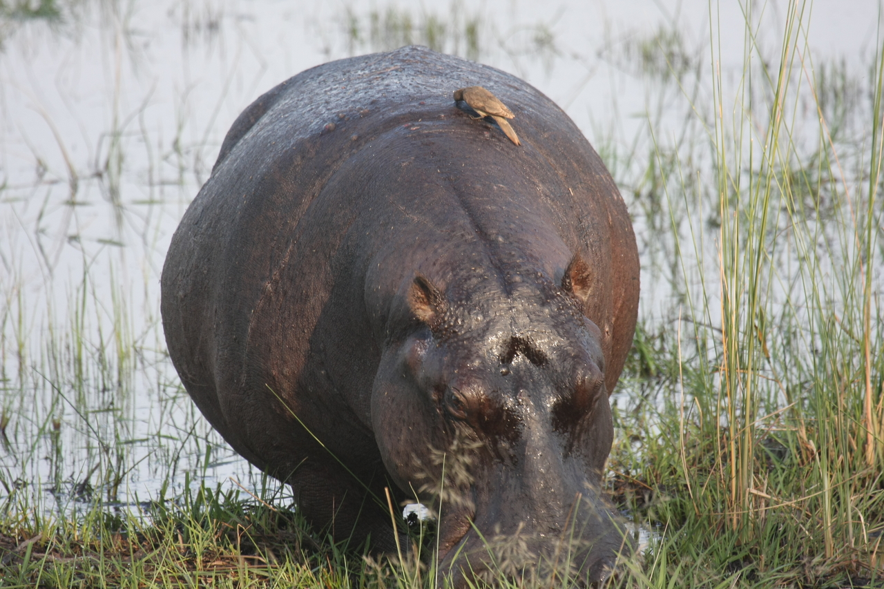 [27713] 2016_07_02_02_48_44_Africa_Canon_EOS_40D_IMG__12236.jpg