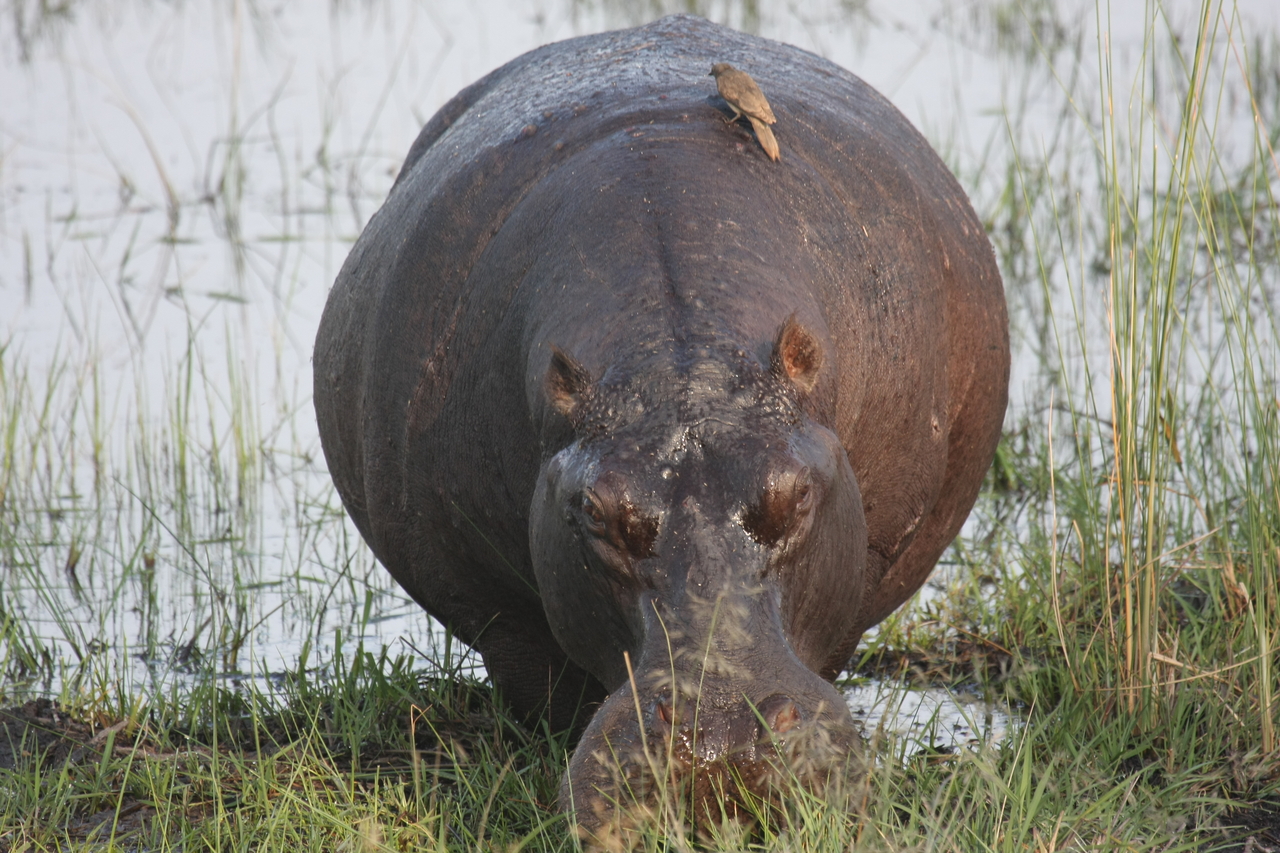 [27715] 2016_07_02_02_48_45_Africa_Canon_EOS_40D_IMG__00248.jpg