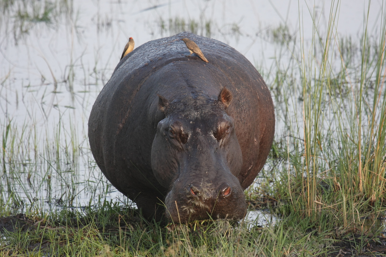 [27721] 2016_07_02_02_48_48_Africa_Canon_EOS_40D_IMG__04792.jpg