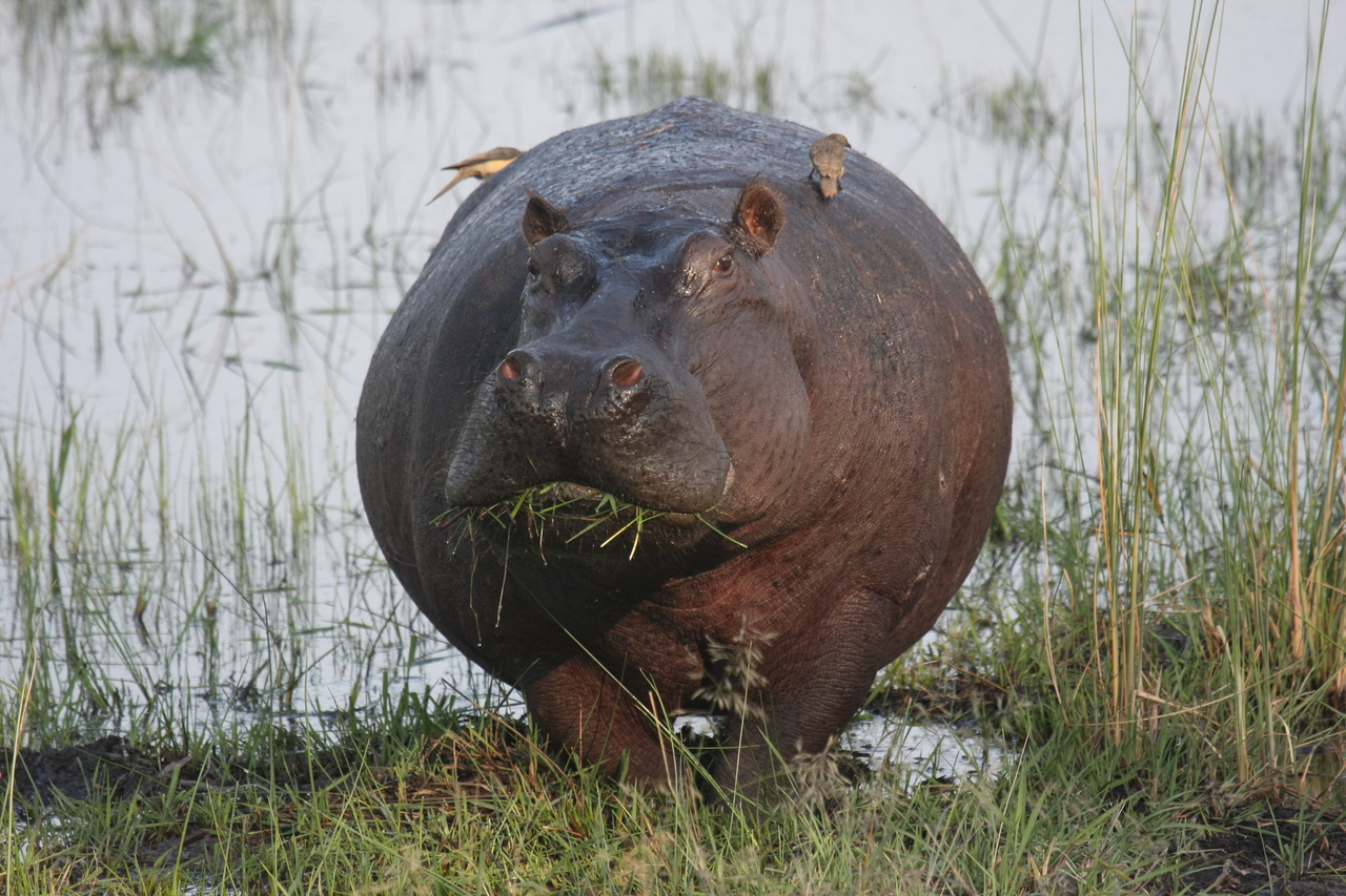 [27729] 2016_07_02_02_48_49_Africa_Canon_EOS_40D_IMG__00254.jpg