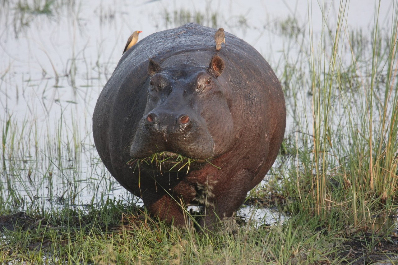 [27734] 2016_07_02_02_48_49_Africa_Canon_EOS_40D_IMG__12243.jpg