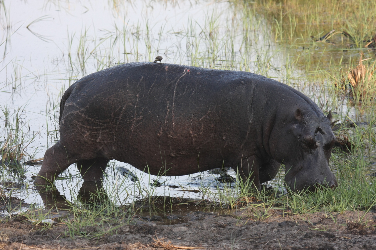[27810] 2016_07_02_02_49_28_Africa_Canon_EOS_40D_IMG__00284.jpg