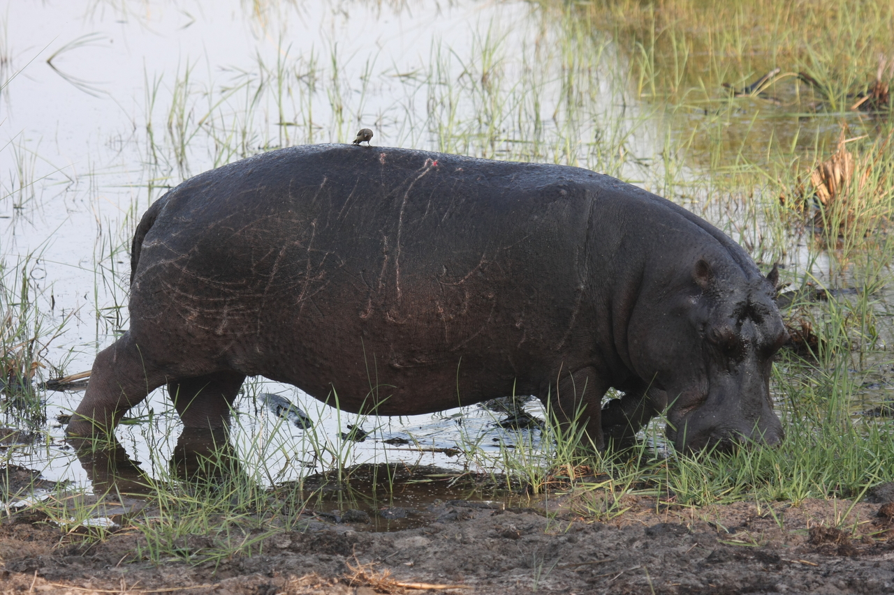 [27817] 2016_07_02_02_49_29_Africa_Canon_EOS_40D_IMG__00285.jpg