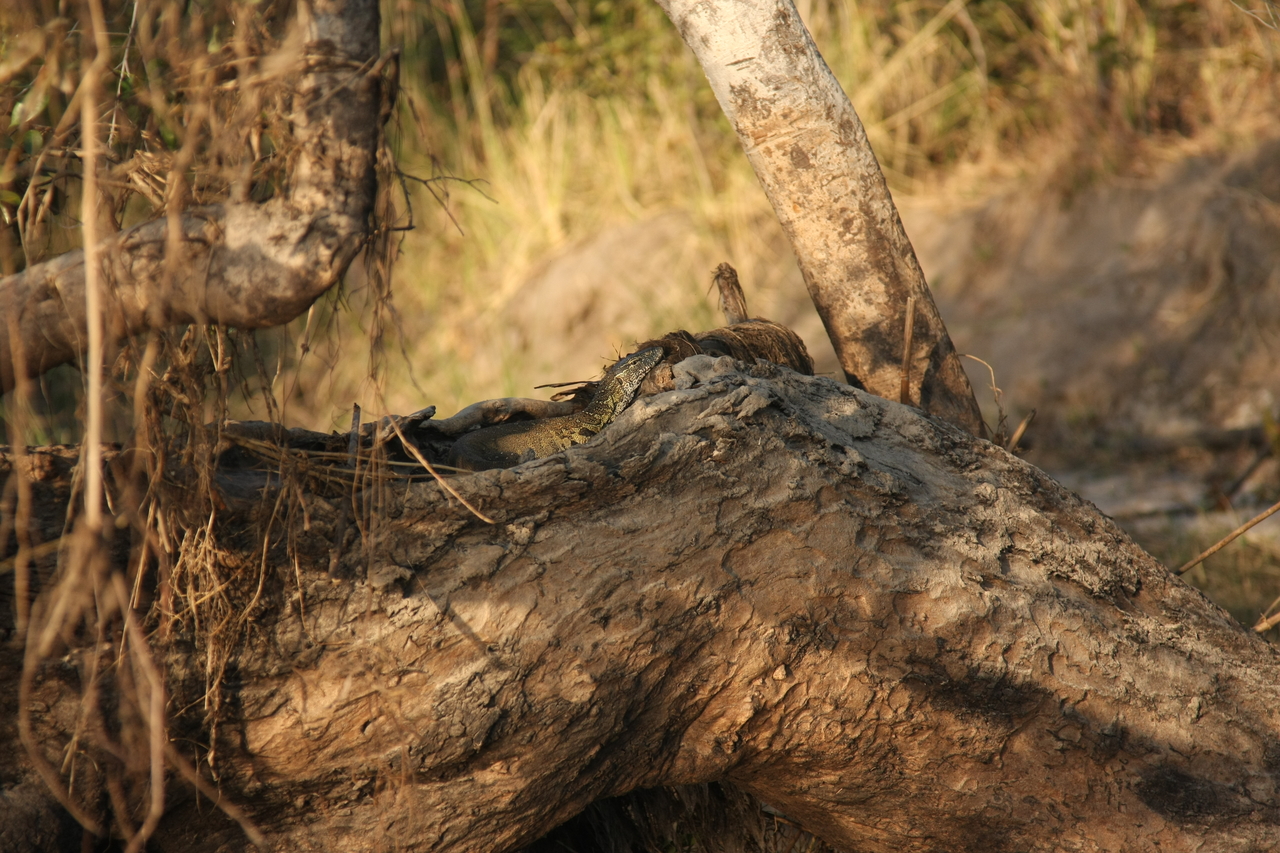 [28443] 2016_07_02_11_00_57_Africa_Canon_EOS_40D_IMG__00131.jpg