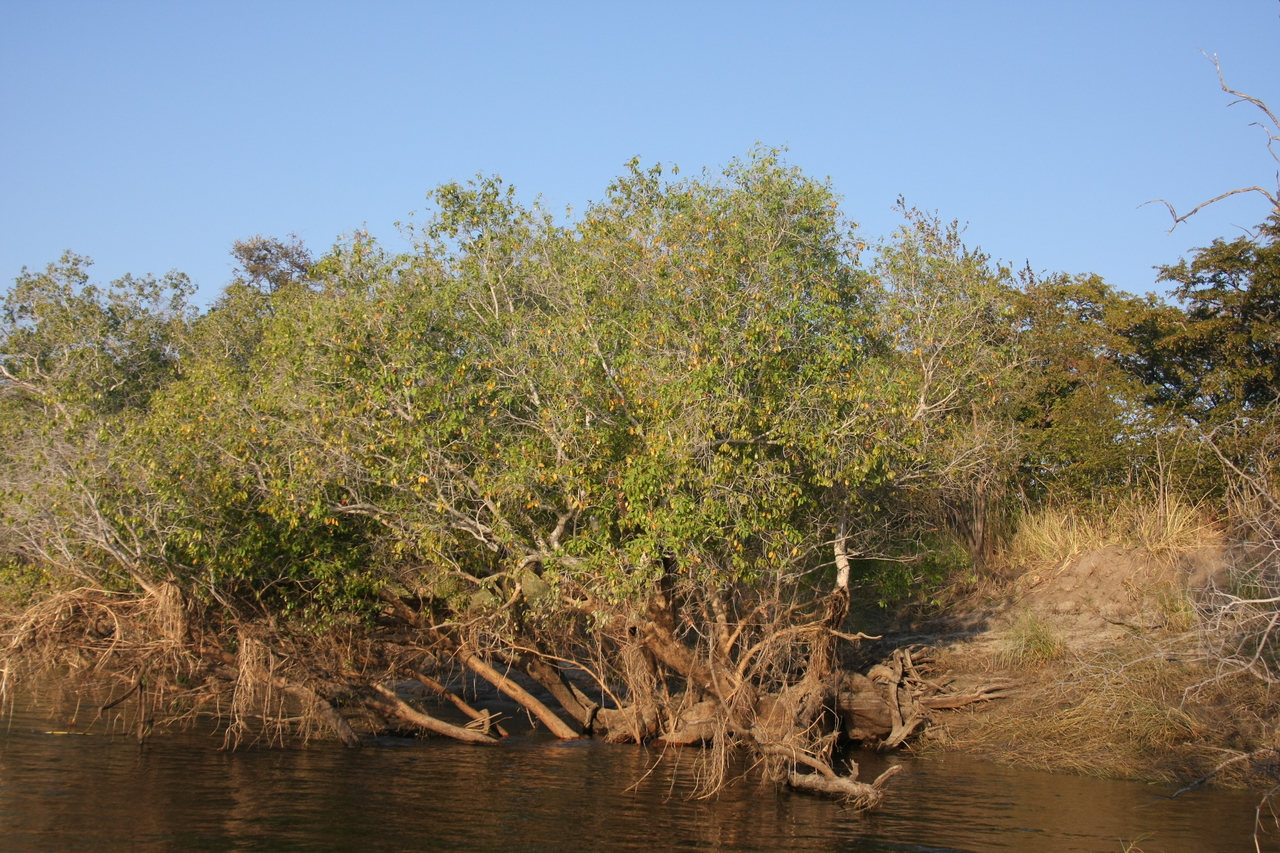 [28446] 2016_07_02_11_01_44_Africa_Canon_EOS_40D_IMG__00132.jpg