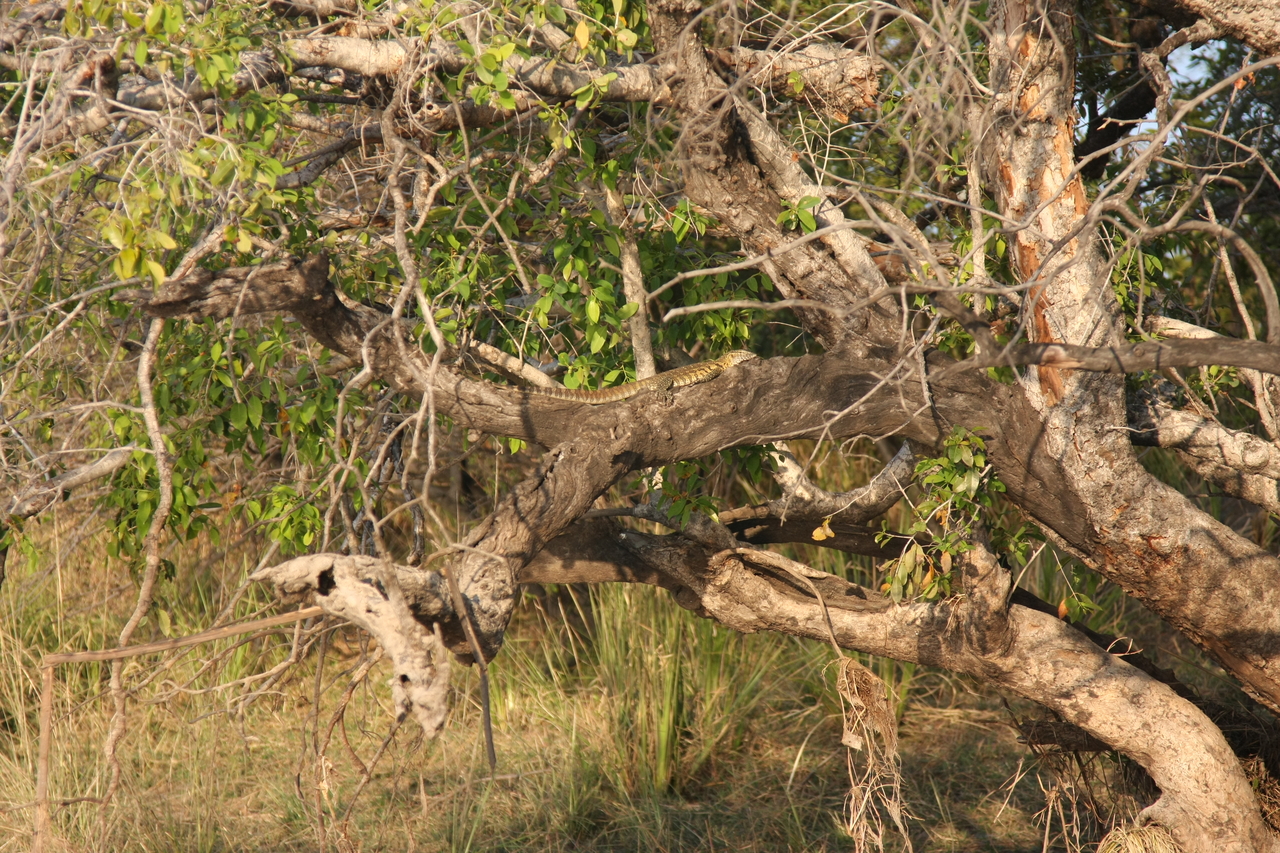 [28451] 2016_07_02_11_02_34_Africa_Canon_EOS_40D_IMG__04676.jpg