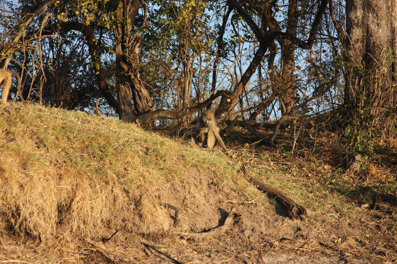 [33716] 2016_07_04_11_18_04_Africa_Canon_EOS_40D_IMG__00185.jpg